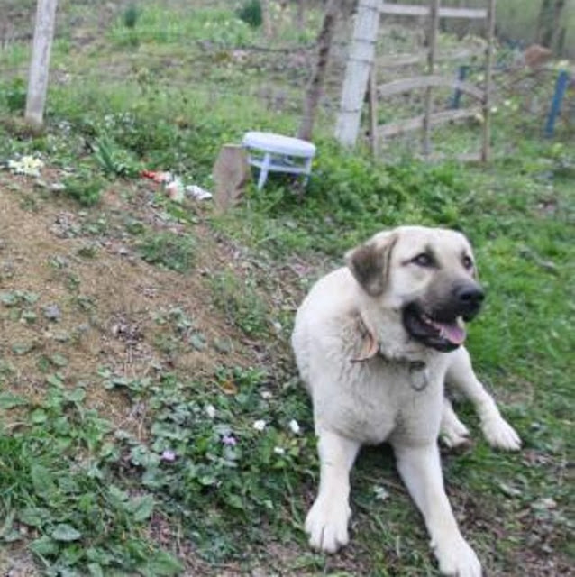 This ‘heartbroken’ dog ran away from home everyday to visit his dead owner’s grave - Puppies Love