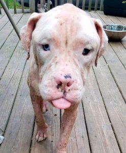 A Deaf Dog that was Lucky enough to be saved after being Stung by thousands of Bees