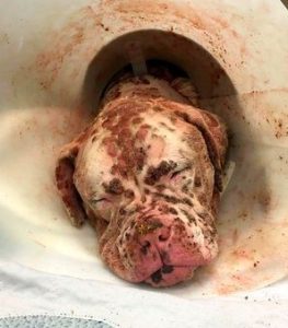 A Deaf Dog that was Lucky enough to be saved after being Stung by thousands of Bees