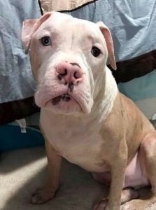 A Deaf Dog that was Lucky enough to be saved after being Stung by thousands of Bees