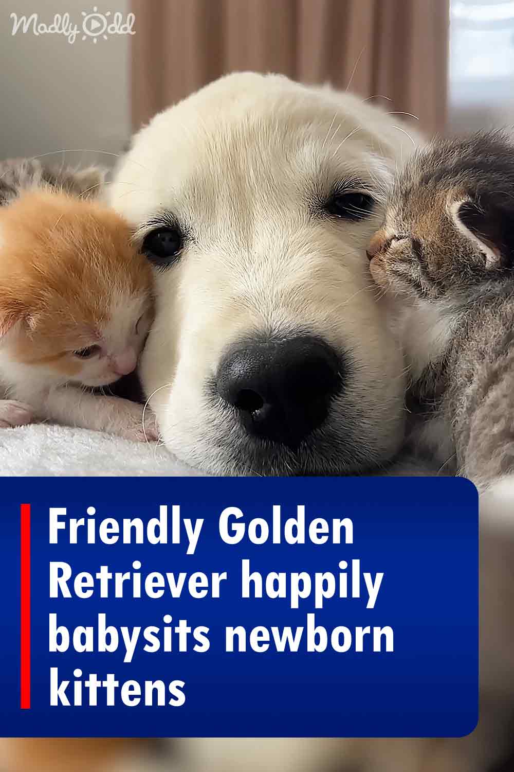 Golden Retriever Happily Babysits Newborn Kittens with Friendly Demeanor.