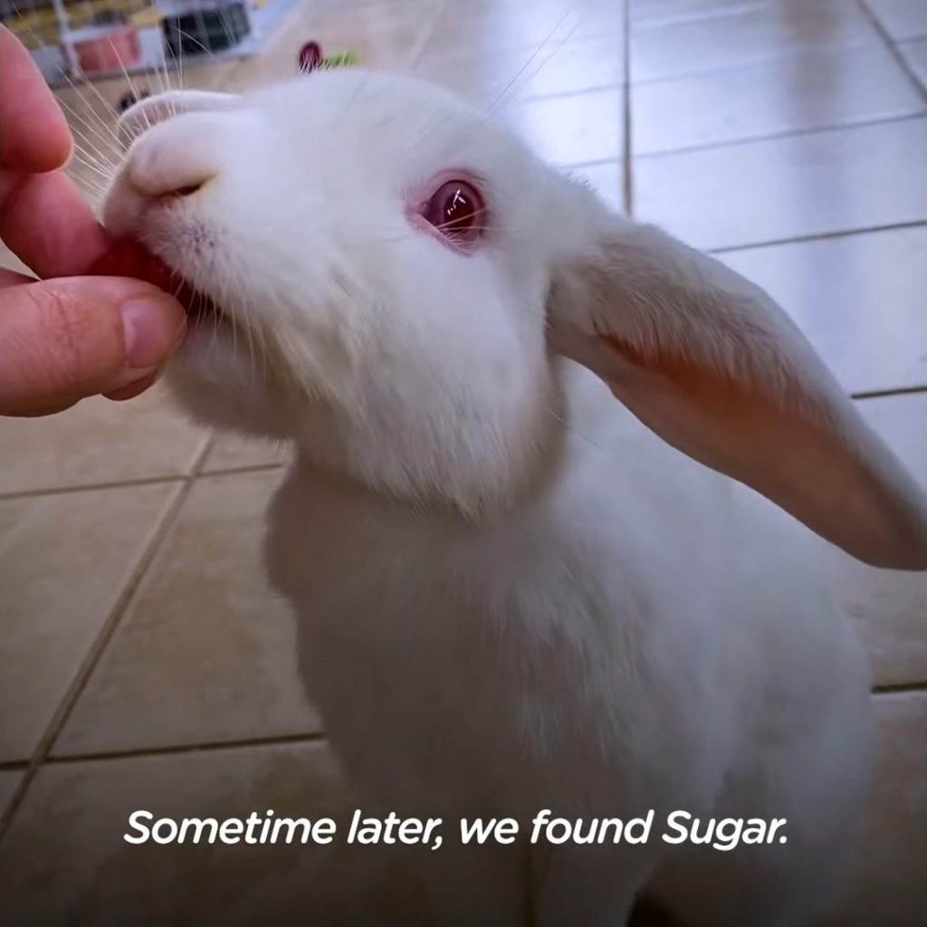 A dog completely falls in love with a rescued bunny rabbit - Puppies Love