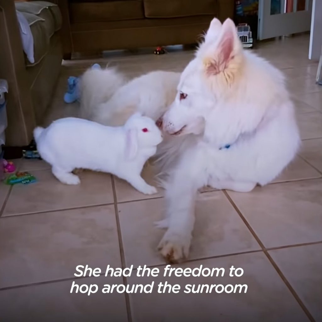 A dog completely falls in love with a rescued bunny rabbit - Puppies Love