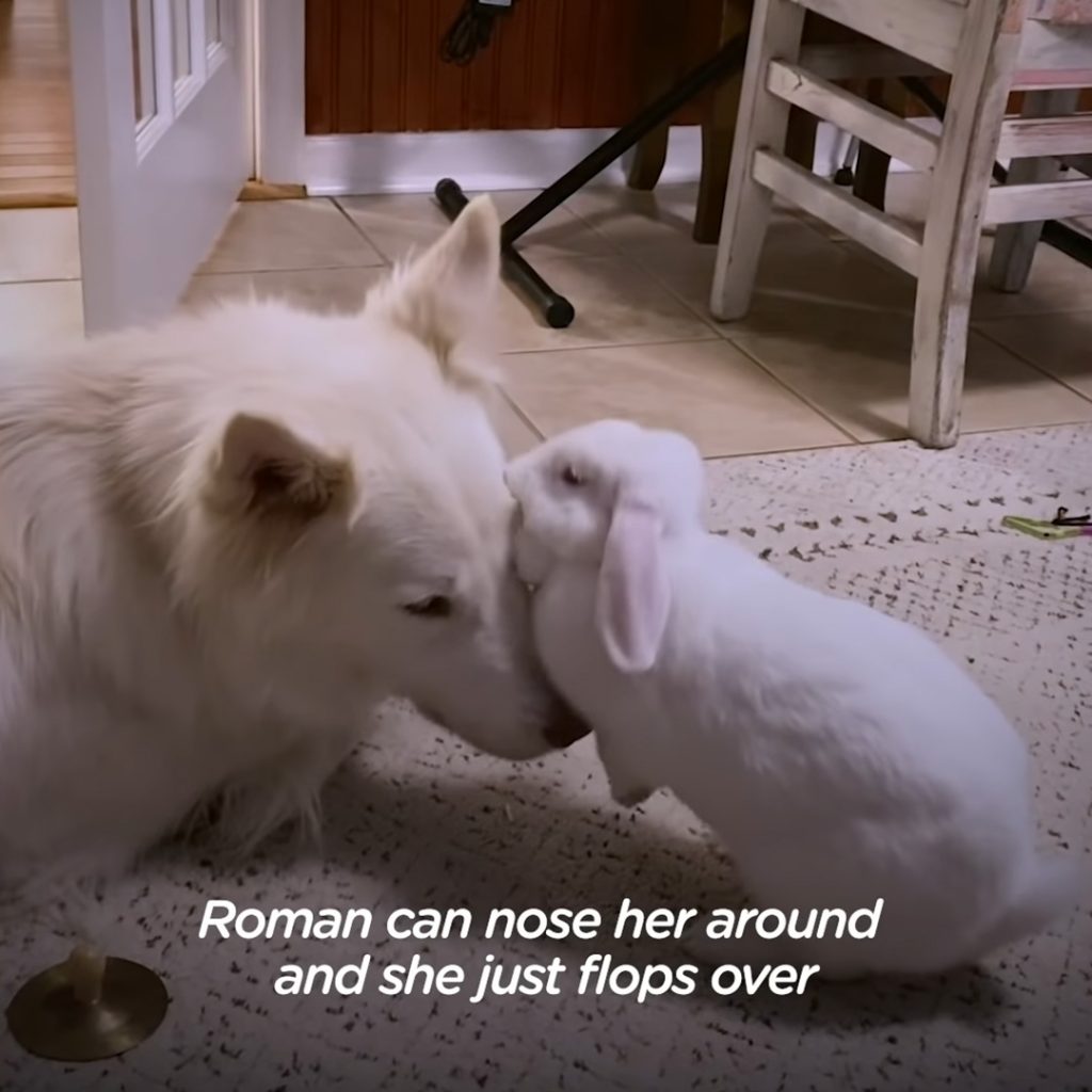 A dog completely falls in love with a rescued bunny rabbit - Puppies Love