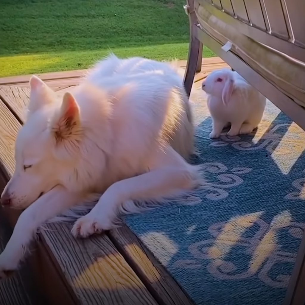 A dog completely falls in love with a rescued bunny rabbit - Puppies Love