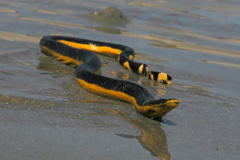 First time in 30 years that a highly poisonous sea snake has washed up on Californian shores - archeology and animals Blog