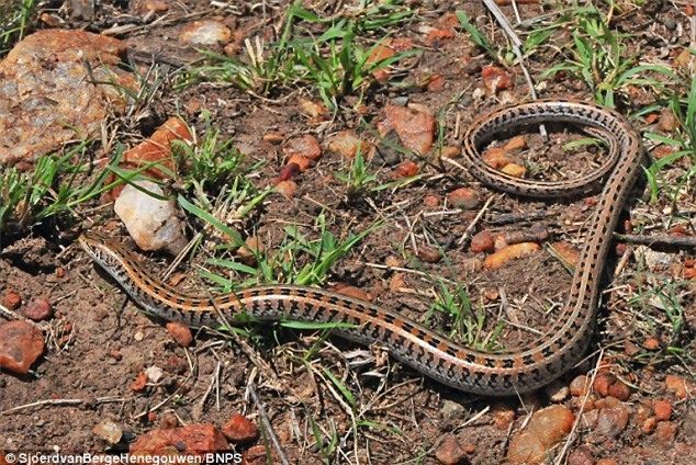 This reptile looks like a snake but has four tiny legs