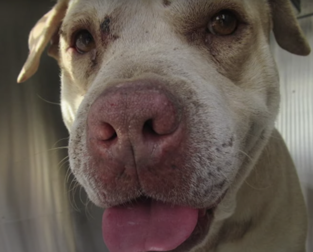 Teггіfіed Dog Rescued After Being Wedged in Cinderblock While Another Dog аttасked Repeatedly