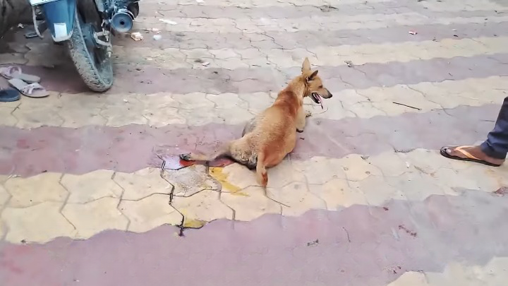 Pregnant Mother Dog Victim of a Road Accident, All The Pups Died in the Belly.