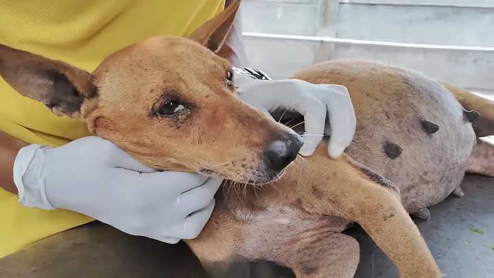 Pregnant Mother Dog Victim of a Road Accident, All The Pups Died in the Belly.