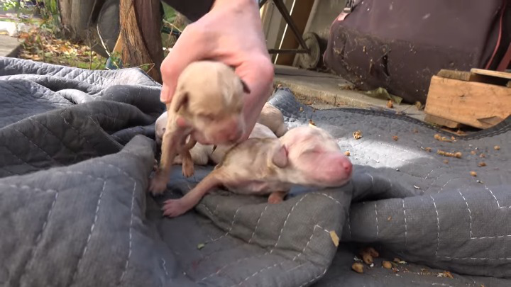 Puppies were born on the floor a few minutes before we came to the rescue