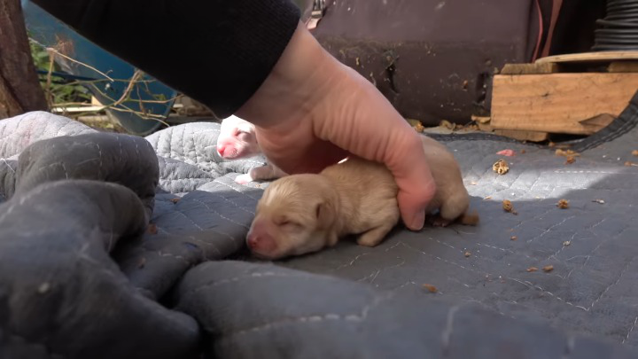 Puppies were born on the floor a few minutes before we came to the rescue