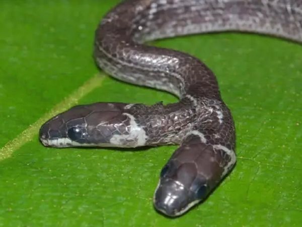 Animal world: Strange new 2-headed snake discovered in India