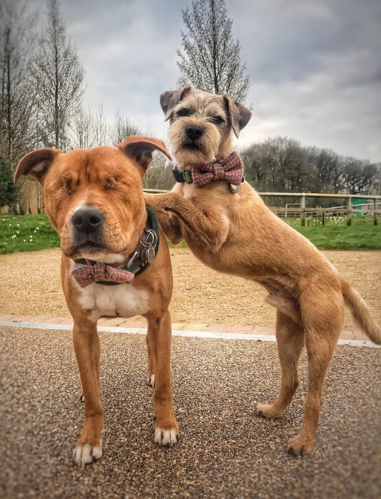 An adorable blind dog has an official companion dog, they are forever best friends - Juligal