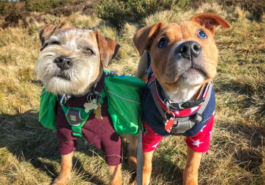 An adorable blind dog has an official companion dog, they are forever best friends - Juligal