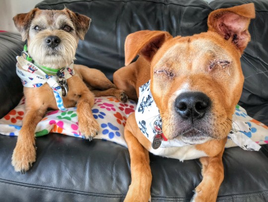 An adorable blind dog has an official companion dog, they are forever best friends - Juligal