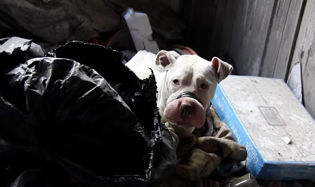 Rare Behind The Scenes Look At Rescuing Bait Dogs (This story made me cry) - Puppies Love