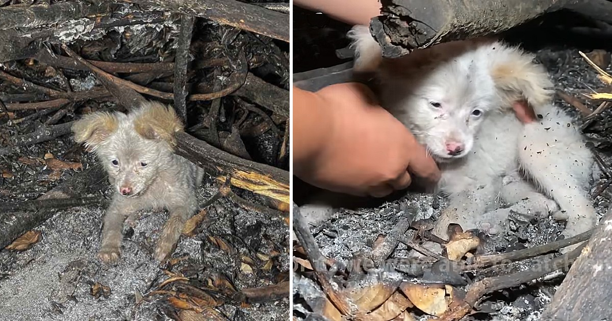 This Little Scared Puppy Hide from bad People & Received my Giant Big Love