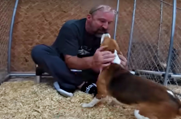 Lab Beagle Jumps Into Man’s Arms And Thanks Him For New Life - Puppies Love