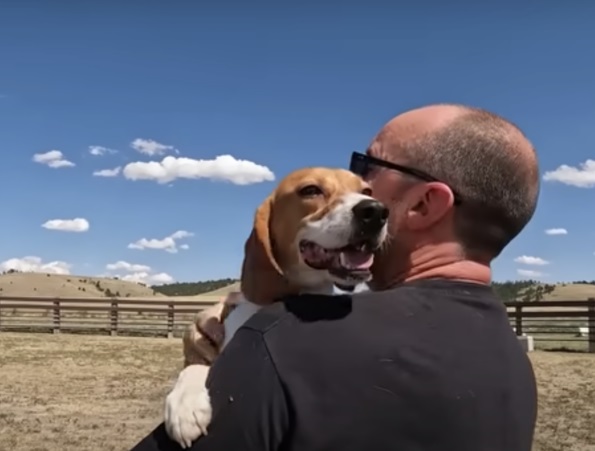 Lab Beagle Jumps Into Man’s Arms And Thanks Him For New Life - Puppies Love