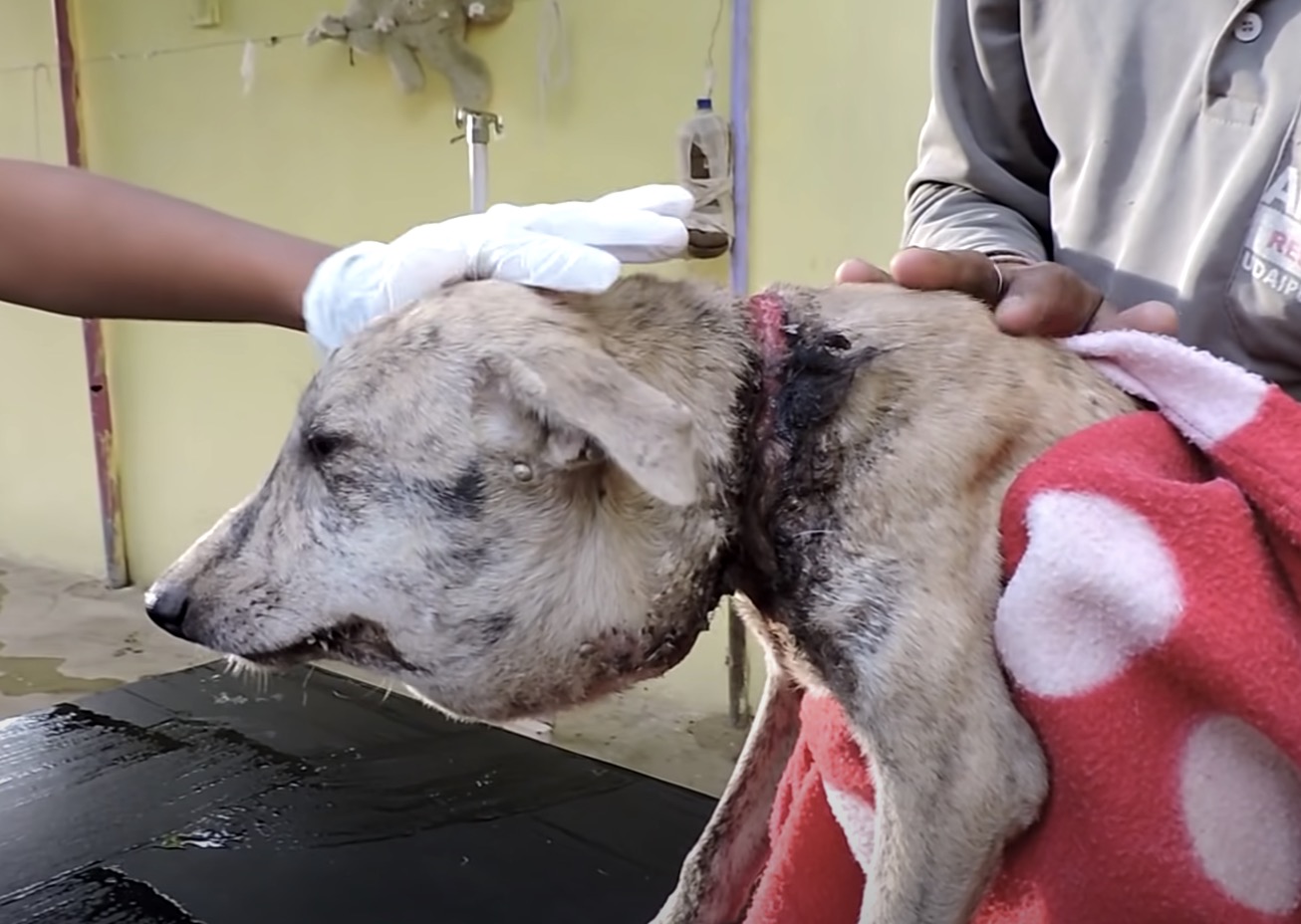 Poor Stray Dog found With A Huge Head, When They Took A Closer Look At Her Neck…