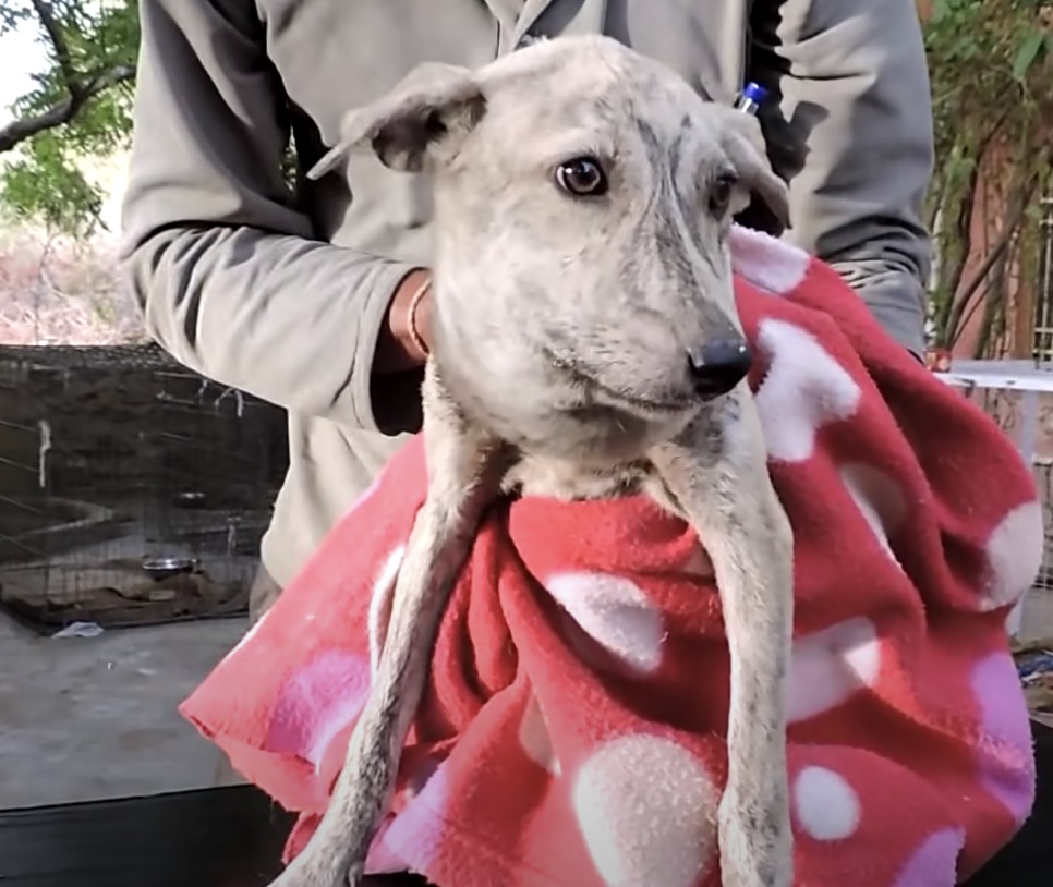 Poor Stray Dog found With A Huge Head, When They Took A Closer Look At Her Neck…