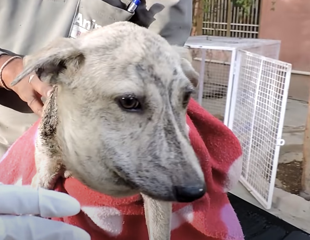 Poor Stray Dog found With A Huge Head, When They Took A Closer Look At Her Neck…