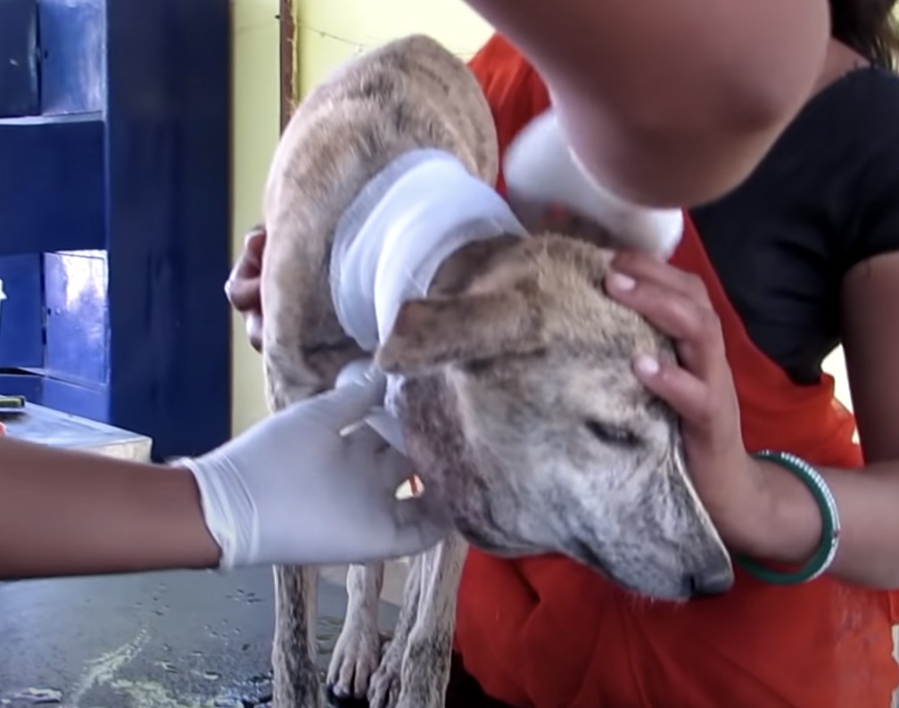 Poor Stray Dog found With A Huge Head, When They Took A Closer Look At Her Neck…