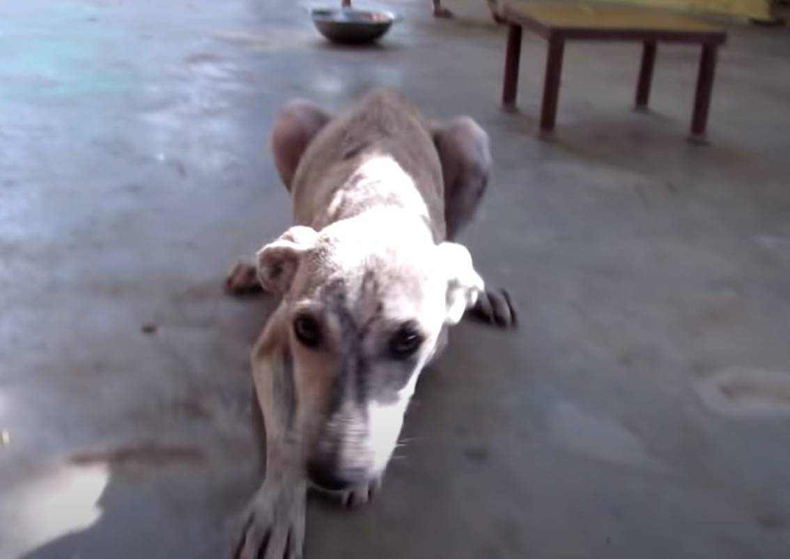 Poor Stray Dog found With A Huge Head, When They Took A Closer Look At Her Neck…