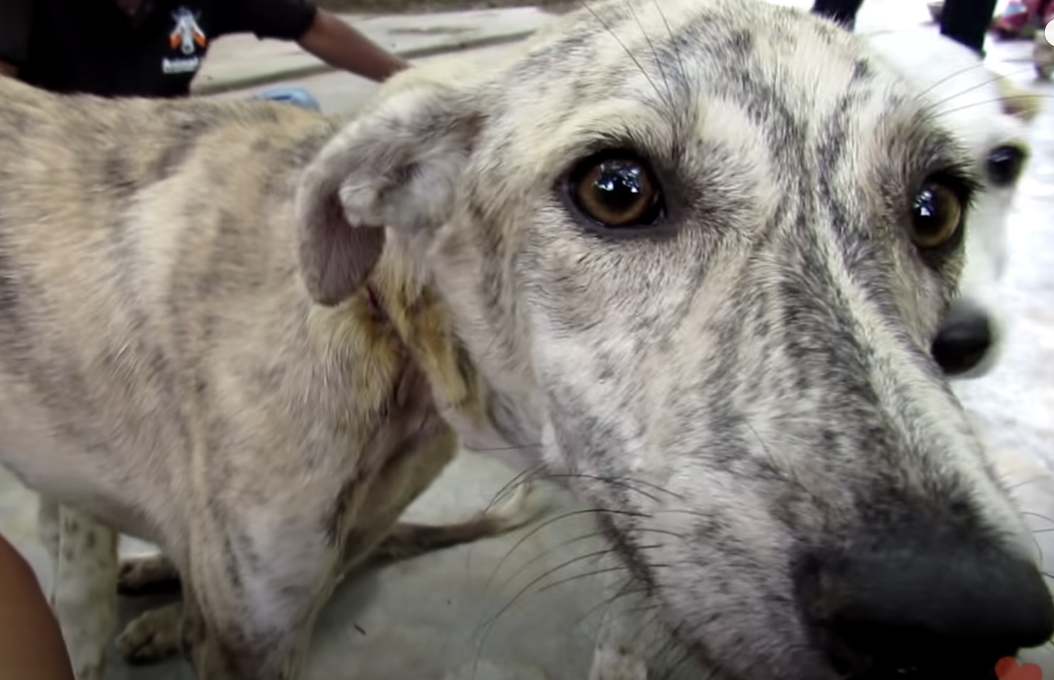 Poor Stray Dog found With A Huge Head, When They Took A Closer Look At Her Neck…