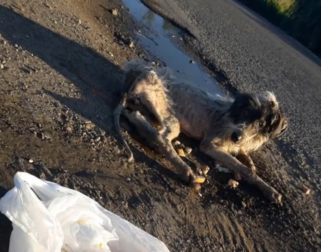 She lies on the street begging for help but only cold hearts pass by - Puppies Love