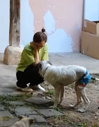 She lies on the street begging for help but only cold hearts pass by - Puppies Love