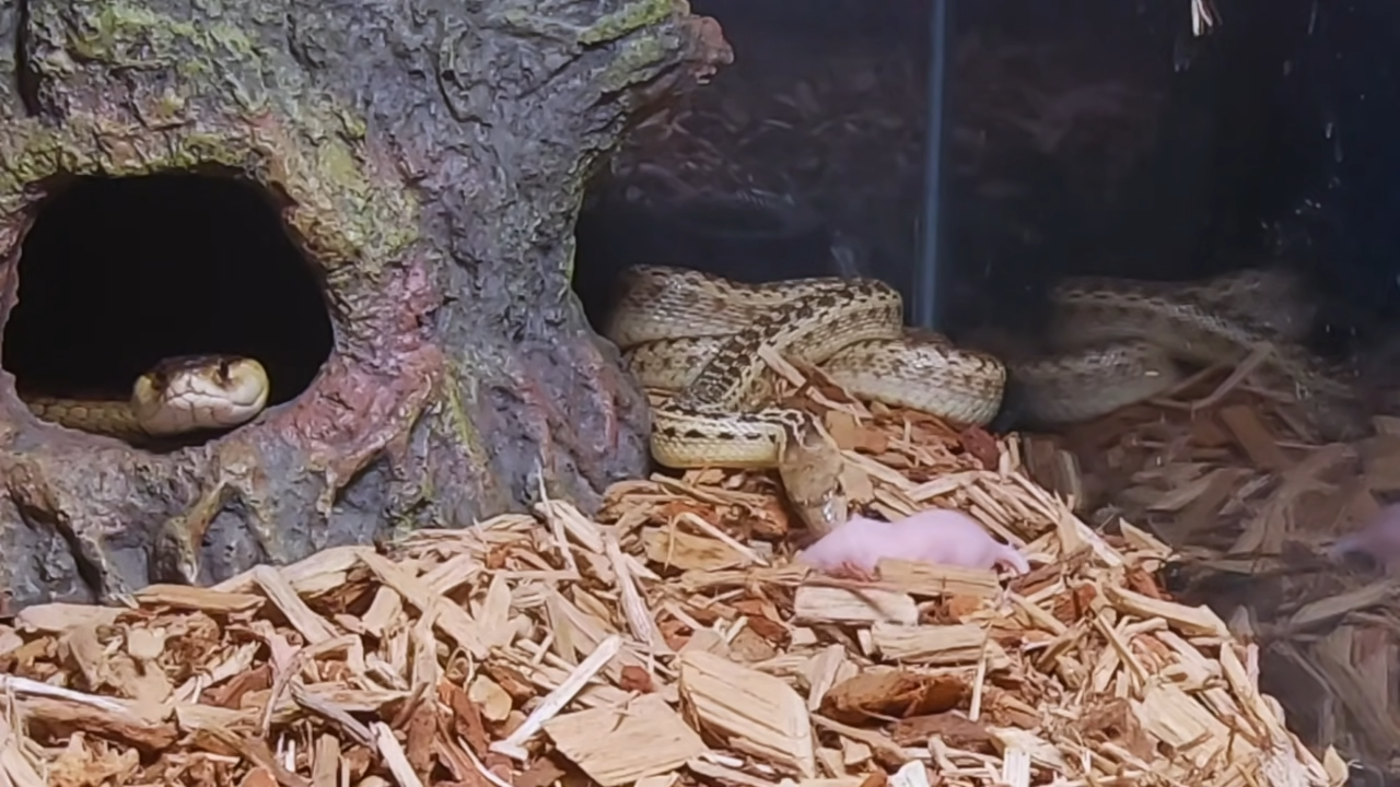 Witness a Snake’s Impressive Hunting and Eating Skills in Live Pinky Feeding: The Raw Power of Nature