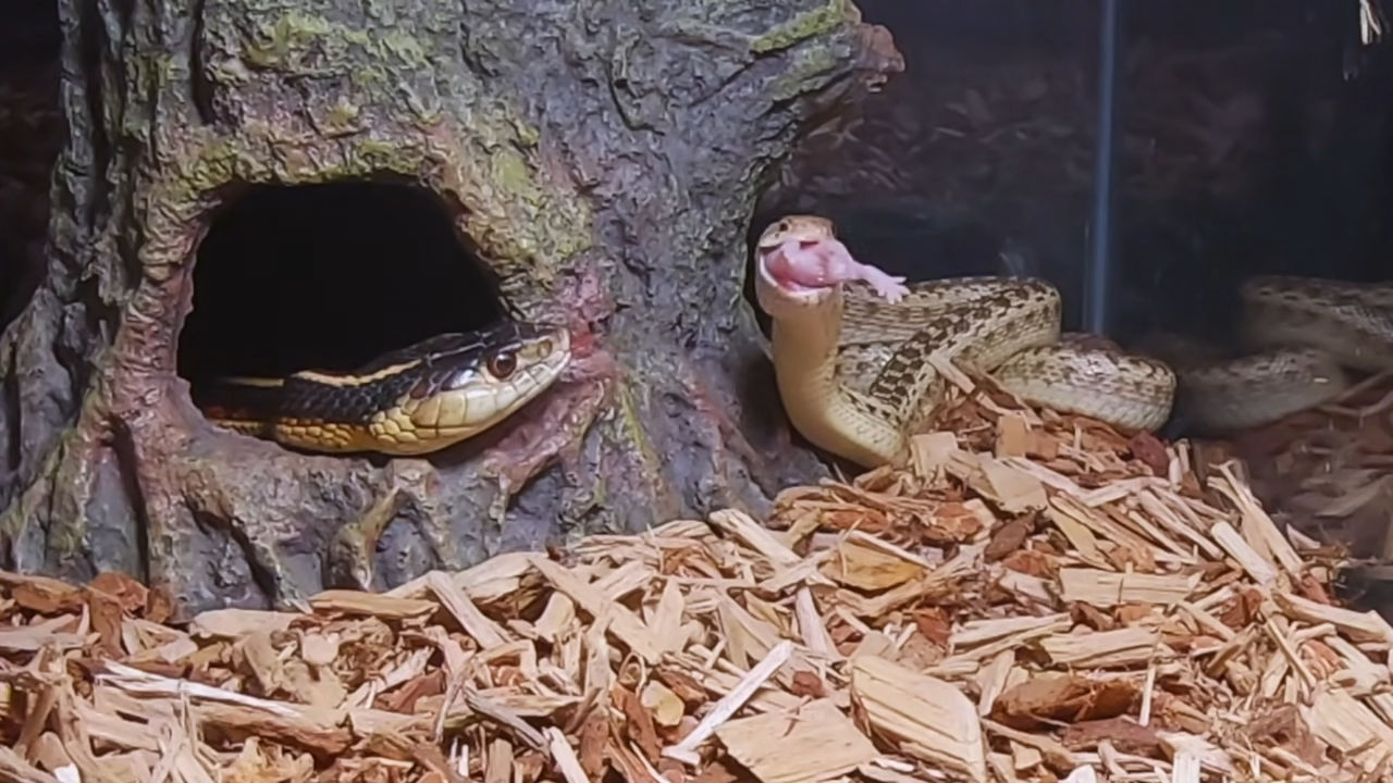 Witness a Snake’s Impressive Hunting and Eating Skills in Live Pinky Feeding: The Raw Power of Nature