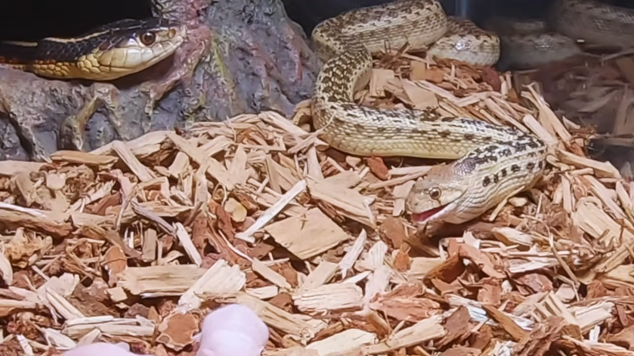 Witness a Snake’s Impressive Hunting and Eating Skills in Live Pinky Feeding: The Raw Power of Nature