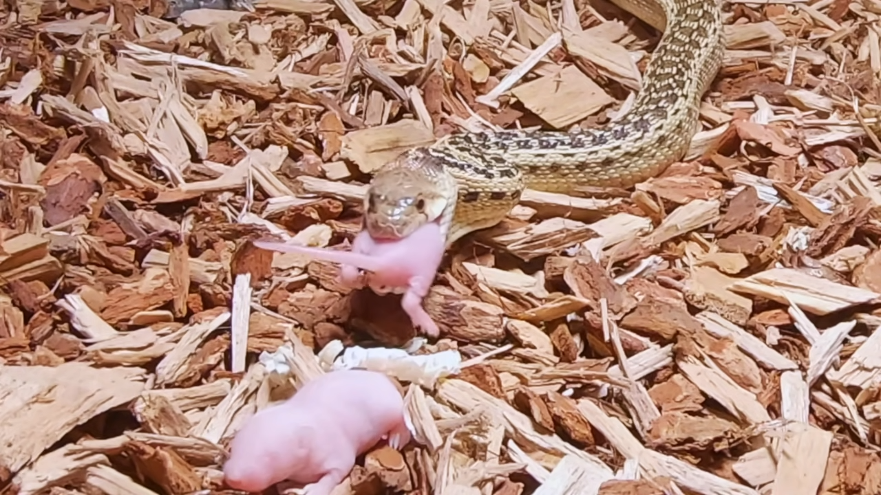 Witness a Snake’s Impressive Hunting and Eating Skills in Live Pinky Feeding: The Raw Power of Nature