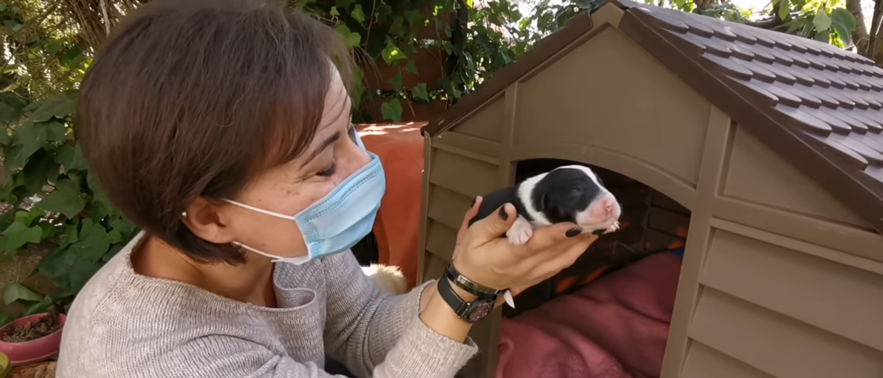 Stray mother dog with her newborn puppies found helpless out in a field.