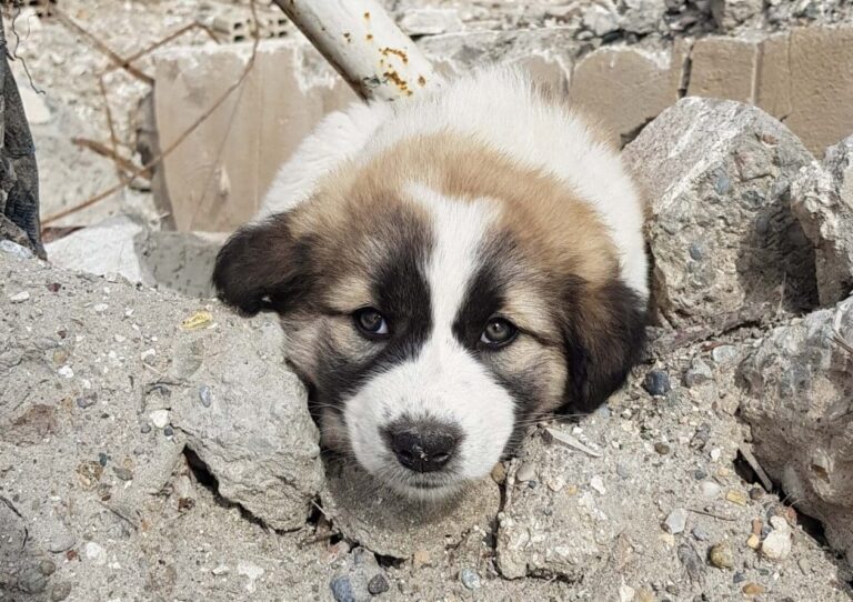 The Soldier Saves A Puppy From The Rubble And It’s Always In His Backpack – Animal Blog