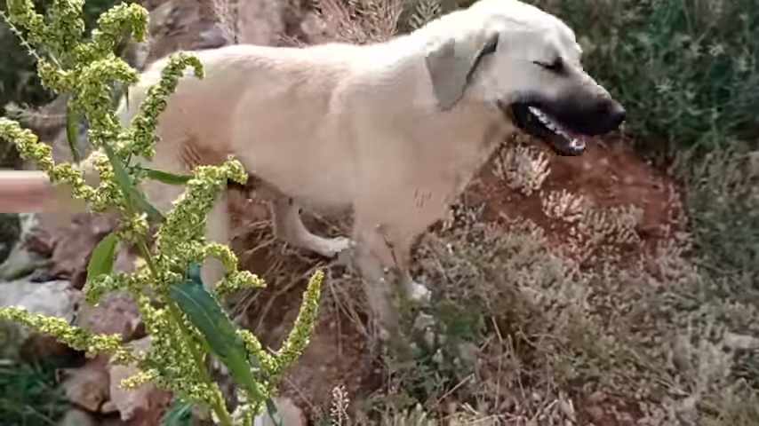 she does everything to protect and take care of its cubs in the middle of the wild hills