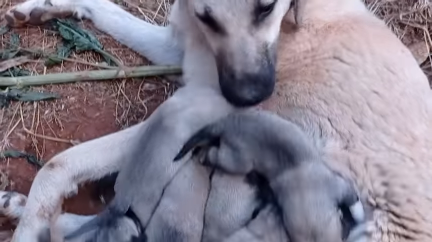 she does everything to protect and take care of its cubs in the middle of the wild hills