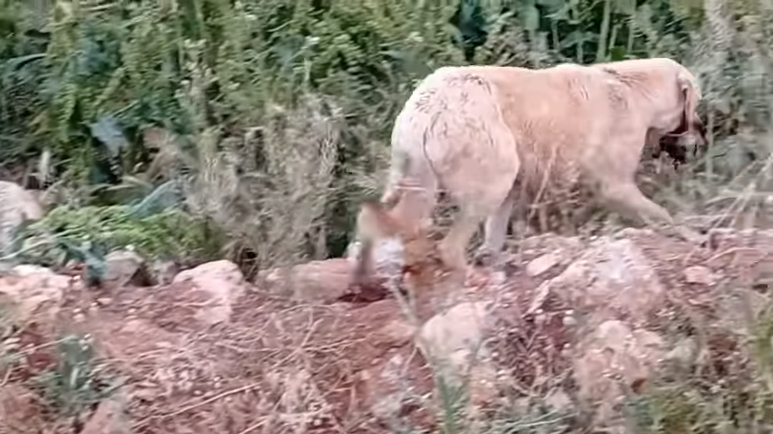 she does everything to protect and take care of its cubs in the middle of the wild hills