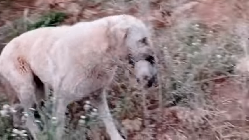 she does everything to protect and take care of its cubs in the middle of the wild hills