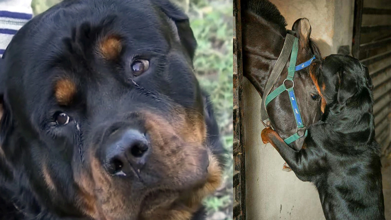 Heroic Rottweilers Save Family Horses from Nighttime аttасk by іпtгᴜdeгѕ