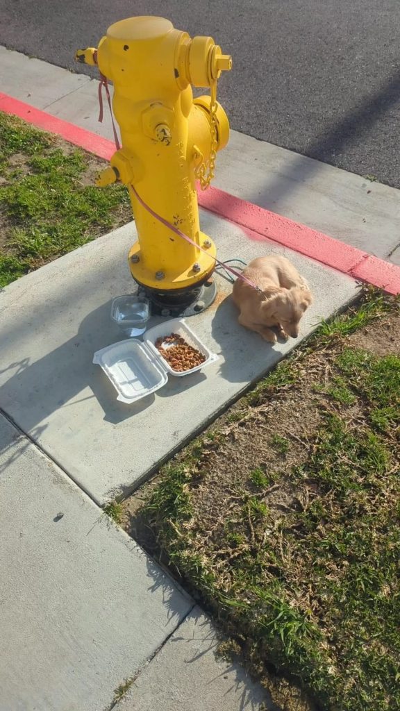 Puppy Left Tied To Fire Hydrant Too Devastated To Even Lift Her Head