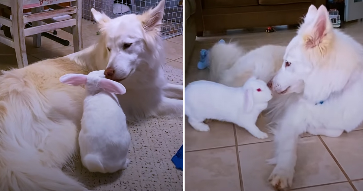 A dog completely falls in love with a rescued bunny rabbit - Puppies Love