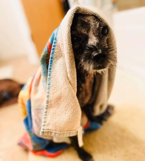 Tiny Puppy Had Just Been Found in a Pile of Trash, Trembling, Starving and No Energy - Puppies Love