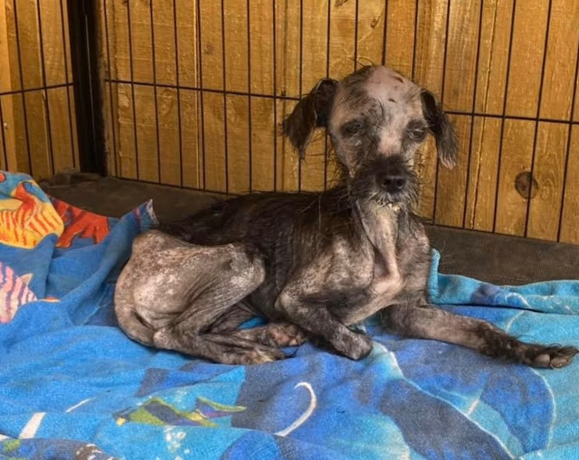 Tiny Puppy Had Just Been Found in a Pile of Trash, Trembling, Starving and No Energy - Puppies Love