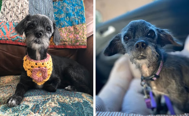 Tiny Puppy Had Just Been Found in a Pile of Trash, Trembling, Starving and No Energy - Puppies Love