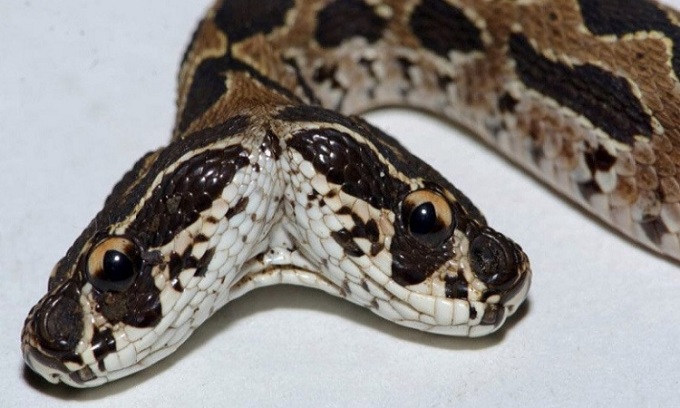 Two heads of a cobra and butterfly.  Photo: SWNS.