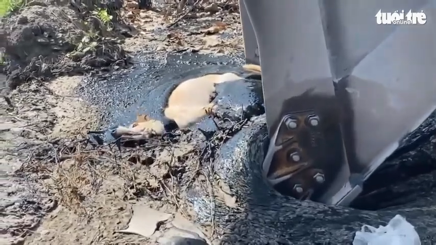 Two hours to rescue a dog stuck under the asphalt (Video)